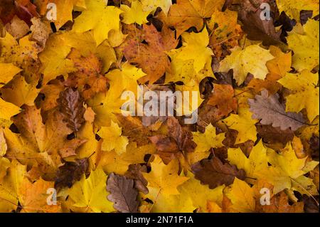 Foglie colorate di acero norvegese (Acer platanoides) e quercia (Quercus), autunno, Parco Naturale della Foresta del Palatinato, Foresta del Palatinato-Riserva della Biosfera dei Vosgi del Nord, Germania, Renania-Palatinato Foto Stock