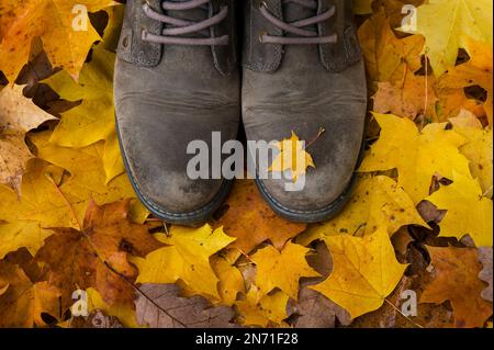 Passeggiata autunnale nella foresta, il pavimento della foresta coperto di foglie colorate, scarpe marroni con piccola foglia di acero giallo Foto Stock