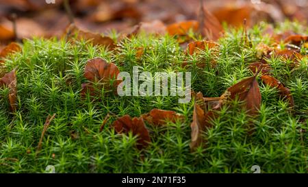 Foglie di muschio, muschio di Widerton, foglie di faggio di rame, Parco Naturale di Pfälzerwald, Riserva della Biosfera di Pfälzerwald-Nordvogesen, Germania, Renania-Palatinato Foto Stock