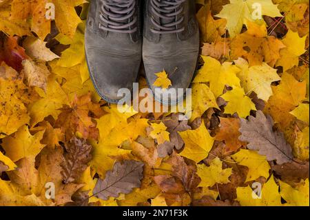 Passeggiata autunnale nella foresta, il pavimento della foresta coperto di foglie colorate, scarpe marroni con piccola foglia di acero giallo Foto Stock