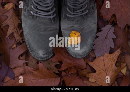 Passeggiata autunnale nel bosco, pavimento forestale coperto con foglie autunnali, scarpe marroni con piccola foglia di betulla gialla Foto Stock