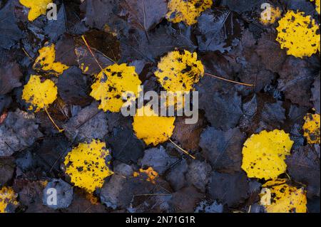 Foglie di aspen (Populus tremula), colorazione autunnale in giallo e marrone, Parco Naturale di Pfälzerwald, Riserva della Biosfera di Pfälzerwald-Nordvogesen, Germania, Renania-Palatinato Foto Stock