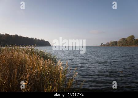 Schlei, natura, nessuna gente, fiume, luce della sera, Missonde, Schleswig-Holstein, Germania Foto Stock