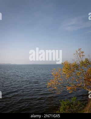 Schlei, natura, nessuna gente, fiume, luce della sera, Autunno, Missunde, Schleswig-Holstein, Germania Foto Stock