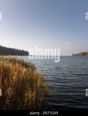 Schlei, natura, nessuna gente, fiume, luce della sera, Missonde, Schleswig-Holstein, Germania Foto Stock