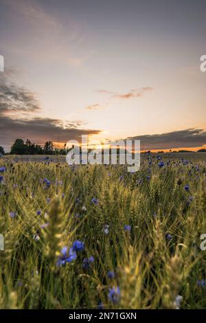 Campo di grano, fiori di mais, paesaggio, messa a fuoco in primo piano, prospettiva profonda Foto Stock