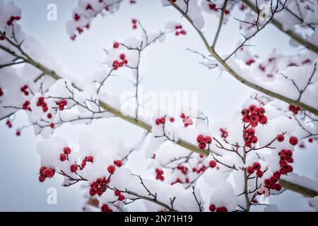 Albero, frutti di bosco rossi, inverno, neve Foto Stock