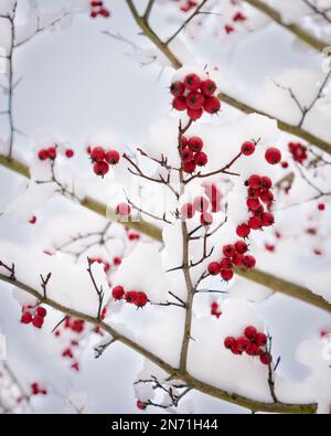 Albero, frutti di bosco rossi, inverno, neve Foto Stock