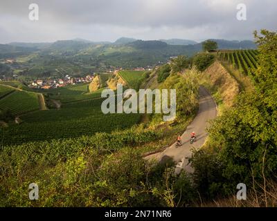 Curve, serpentine e terrazze di vigneti a Mondhalde, Kaiserstuhl Foto Stock