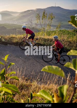 Curve, serpentine e terrazze di vigneti a Mondhalde, Kaiserstuhl Foto Stock