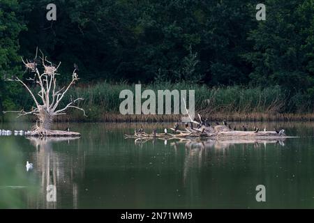 Colonia riproduttiva di cormorani, Phalacrocorax carbo Foto Stock