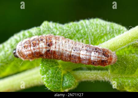 Larva di tarme di piselli verdi con bordo crema (Earias clorana) Foto Stock