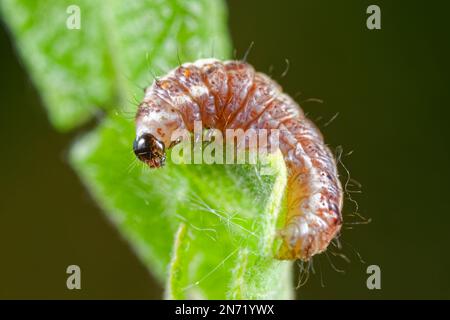 Larva di tarme di piselli verdi con bordo crema (Earias clorana) Foto Stock