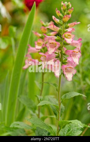 Guanto di volpe rosso, Digitalis purpurea Foto Stock