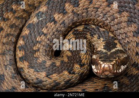 Sommatore, femmina, Vipera berus Foto Stock