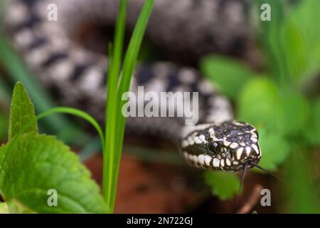 Sommatore, maschio, Vipera berus Foto Stock