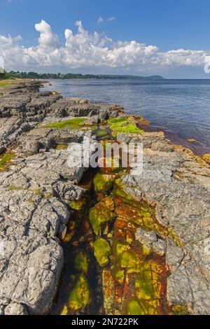 Alga in piscina marea / piscina rocciosa sulla costa rocciosa lungo il Mar Baltico vicino Vik, Simrishamn Municipality, Skane / Scania / Skåne, Svezia Foto Stock