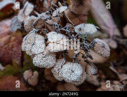 Natura, stagioni, autunno, colore autunnale, inverno, Freddo, mondo vegetale, flora, foglie ricoperte di brina, ortensia di foglie d'avena, idrangea quercifolia, infiorescenza Foto Stock