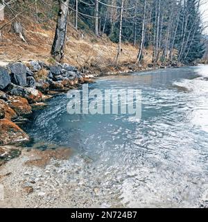 Alberi presso il Leutascher Ache vicino Mittenwald Foto Stock