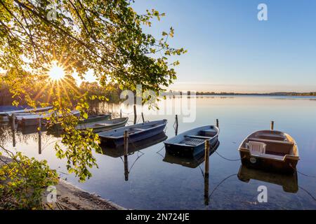Barche a remi / barche a remi sulla riva del lago Mechow / Große Mechowsee al tramonto vicino Feldberg in autunno / autunno, Meclemburgo-Vorpommern, Germania Foto Stock