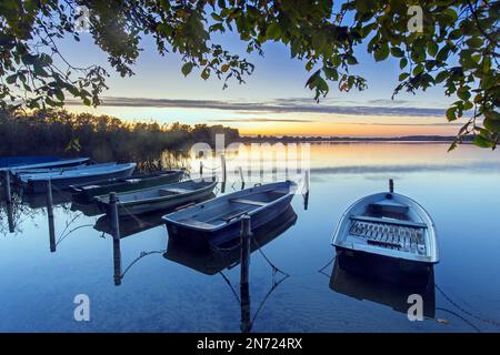 Barche a remi / barche a remi sulla riva del lago Mechow / Große Mechowsee al tramonto vicino Feldberg in autunno / autunno, Meclemburgo-Vorpommern, Germania Foto Stock