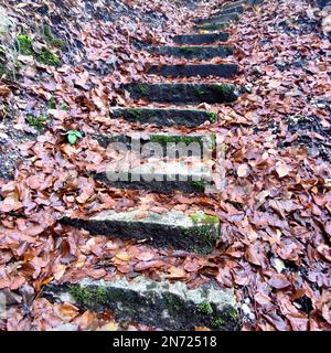 Pericolo di scivolamento a causa di foglie bagnate su gradini di pietra nella gola di Heckenbachklamm Foto Stock