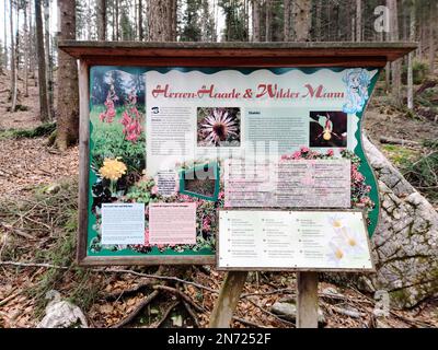 Bacheca con informazioni sulla natura e Leutascher Geisterklamm Foto Stock