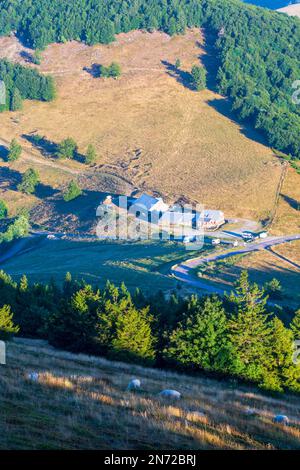 Vosges (Vogesen) Montagne, Vosges (Vogesen) Montagne, Agriturismo ferme Auberge du Haag a col du Haag, pecore in Alsazia (Elsass), Alto Reno (Oberelsass), Francia Foto Stock