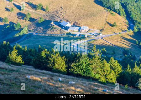 Vosges (Vogesen) Montagne, Vosges (Vogesen) Montagne, Agriturismo ferme Auberge du Haag a col du Haag, pecore in Alsazia (Elsass), Alto Reno (Oberelsass), Francia Foto Stock