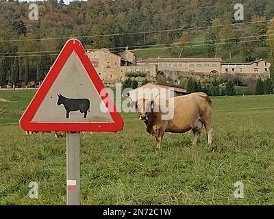 SEGNO DELLA MUCCA Foto Stock