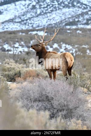 Las Vegas, Nevada, Stati Uniti. 9th Feb, 2023. Un alce di toro (Cervus canadensis) si guarda sopra mentre sfiora la comunità montana di Cold Creek, Nevada, il 9 febbraio 2023. Cold Creek, a 45 km circa dal centro di Las Vegas, si trova all'interno della Humboldt-Toiyabe National Forest e della Spring Mountains National Recreation Area. (Credit Image: © David Becker/ZUMA Press Wire) SOLO PER USO EDITORIALE! Non per USO commerciale! Foto Stock