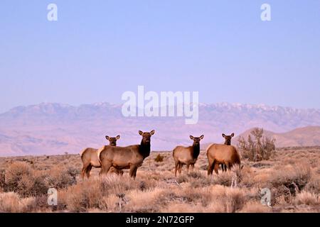 Las Vegas, Nevada, Stati Uniti. 9th Feb, 2023. L'alce (Cervus canadensis) guarda mentre pascolano fuori dalla comunità montana di Cold Creek, Nevada, il 9 febbraio 2023. Cold Creek, a 45 km circa dal centro di Las Vegas, si trova all'interno della Humboldt-Toiyabe National Forest e della Spring Mountains National Recreation Area. (Credit Image: © David Becker/ZUMA Press Wire) SOLO PER USO EDITORIALE! Non per USO commerciale! Foto Stock