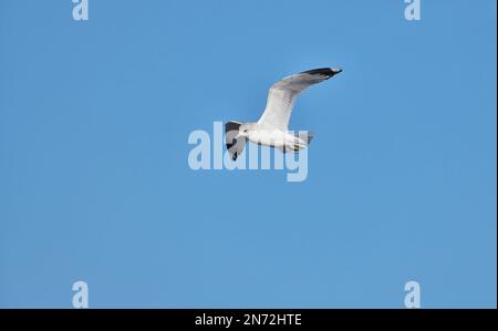 Gabbiano comune (Larus canus) in volo in piumaggio invernale Foto Stock