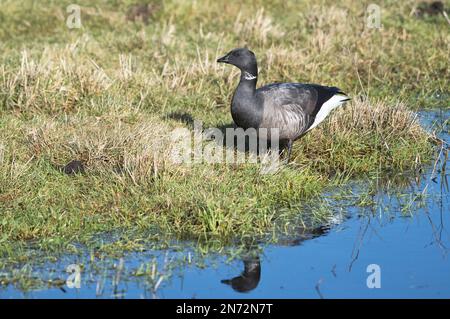 L'oca Brent (Branta bernicla) sul bordo dell'acqua in un campo erboso Foto Stock