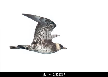 Melarina skua o melarina jaeger, Stercorarius pomarinus, singolo uccello in volo su ghiaccio, Svalbard, Spitsbergen, Norvegia Foto Stock