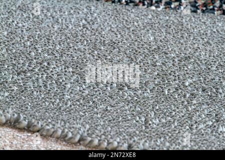 Nodo rosso, Calidris canutus, grande gregge ruggito in alta marea, Snettisham, Norfolk, Inghilterra, Regno Unito Foto Stock