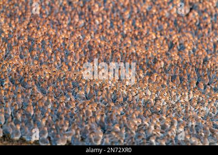 Nodo rosso, Calidris canutus, grande gregge ruggito in alta marea, Snettisham, Norfolk, Inghilterra, Regno Unito Foto Stock