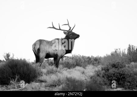 Las Vegas, Nevada, Stati Uniti. 9th Feb, 2023. (NOTA PER I REDATTORI: L'immagine è stata convertita in bianco e nero) Un alce di toro (Cervus canadensis) guarda sopra mentre sfiora fuori della comunità montana di Cold Creek, Nevada, il 9 febbraio 2023. Cold Creek, a 45 km circa dal centro di Las Vegas, si trova all'interno della Humboldt-Toiyabe National Forest e della Spring Mountains National Recreation Area. (Credit Image: © David Becker/ZUMA Press Wire) SOLO PER USO EDITORIALE! Non per USO commerciale! Foto Stock