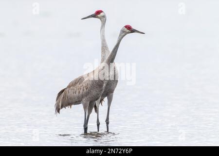 Gru sandhill, Antigone canadensis, coppia di uccelli in piedi in acque poco profonde, Florida, USA Foto Stock