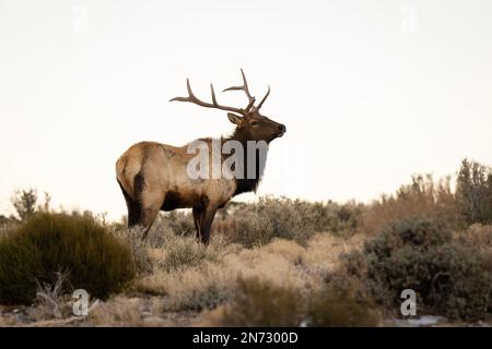 Las Vegas, Nevada, Stati Uniti. 9th Feb, 2023. Un alce di toro (Cervus canadensis) si guarda sopra mentre sfiora la comunità montana di Cold Creek, Nevada, il 9 febbraio 2023. Cold Creek, a 45 km circa dal centro di Las Vegas, si trova all'interno della Humboldt-Toiyabe National Forest e della Spring Mountains National Recreation Area. (Credit Image: © David Becker/ZUMA Press Wire) SOLO PER USO EDITORIALE! Non per USO commerciale! Foto Stock