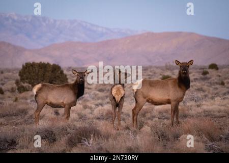 Las Vegas, Nevada, Stati Uniti. 9th Feb, 2023. Elk (Cervus canadensis) guarda come si sfiora al di fuori della comunità montana di Cold Creek, Nevada, il 9 febbraio 2023. Cold Creek, a 45 km circa dal centro di Las Vegas, si trova all'interno della Humboldt-Toiyabe National Forest e della Spring Mountains National Recreation Area. (Credit Image: © David Becker/ZUMA Press Wire) SOLO PER USO EDITORIALE! Non per USO commerciale! Foto Stock