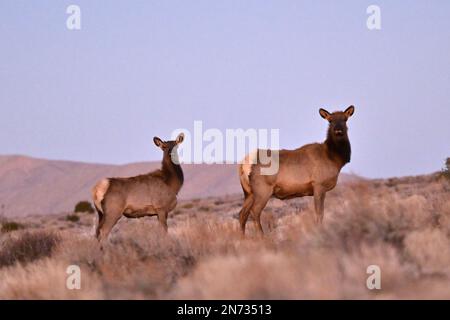 Las Vegas, Nevada, Stati Uniti. 9th Feb, 2023. L'alce (Cervus canadensis) guarda mentre pascolano fuori dalla comunità montana di Cold Creek, Nevada, il 9 febbraio 2023. Cold Creek, a 45 km circa dal centro di Las Vegas, si trova all'interno della Humboldt-Toiyabe National Forest e della Spring Mountains National Recreation Area. (Credit Image: © David Becker/ZUMA Press Wire) SOLO PER USO EDITORIALE! Non per USO commerciale! Foto Stock