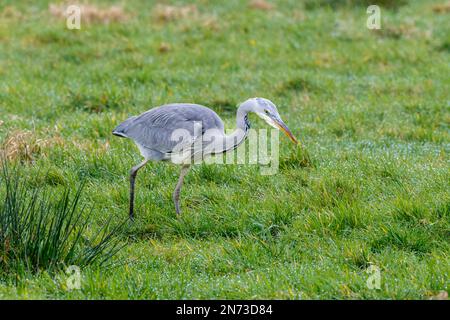 Primo piano del Grande Eroone Blu, Ardea cinerea, in posizione di caccia accovacciata in un prato verde con gli occhi sul terreno Foto Stock