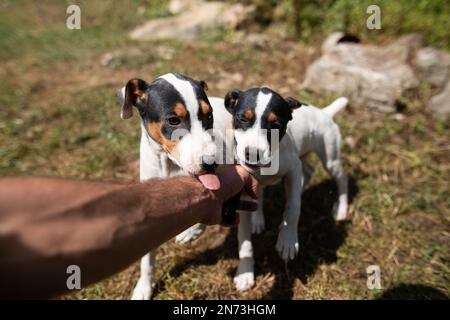 Cuccioli vicino a una casa rurale, Picos de Europa, Spagna Foto Stock