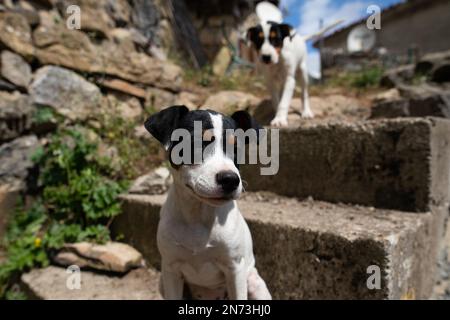 Cuccioli vicino a una casa rurale, Picos de Europa, Spagna Foto Stock