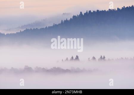 La fitta nebbia si trova nelle valli della foresta di Palatinato, atmosfera mattutina, Parco Naturale della foresta di Palatinato, Foresta di Palatinato-Riserva della Biosfera dei Vosgi del Nord, Germania, Renania-Palatinato Foto Stock