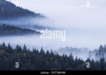 La nebbia si trova nelle valli della Foresta Palatinato, atmosfera mattutina, Parco Naturale della Foresta Palatinato, Foresta Palatinato-Riserva della Biosfera dei Vosgi del Nord, Germania, Renania-Palatinato Foto Stock