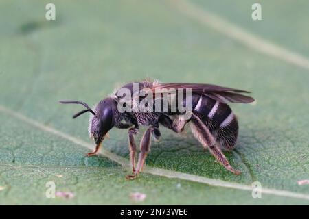 Primo piano naturale su un'ape femminile di colore scuro del solco, lo zonulum di Lasioglossum, seduta su una foglia verde Foto Stock