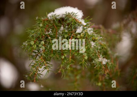 Ramo di ginepro, primo piano, bacche verdi, neve, inverno Foto Stock