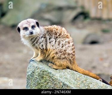 meerkat meerkats Zoo di Edimburgo Foto Stock